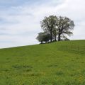s1390.jpg