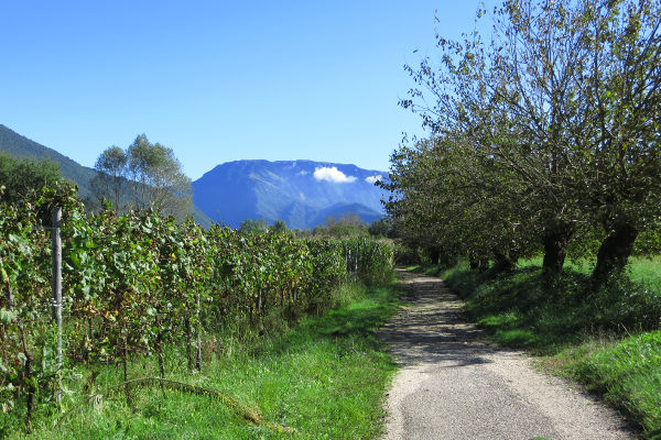 Weinfelder bei Fratta - © RoRadln - Kurt Schmidt