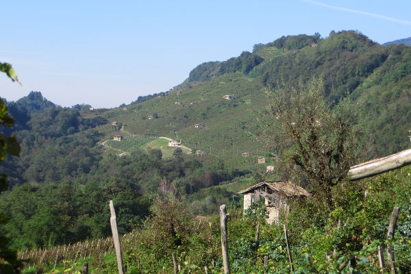 In den Weinbergen - © RoRadln - Kurt Schmidt