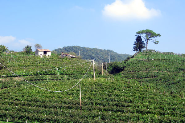 Weinberge bei Rolle - © RoRadln - Kurt Schmidt