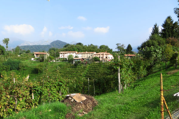 In den Weinbergen bei Rolle - © RoRadln - Kurt Schmidt