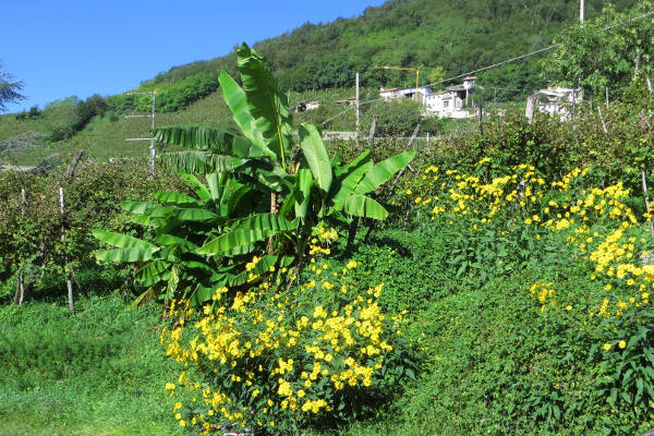 Bananen und Wein - © RoRadln - Kurt Schmidt