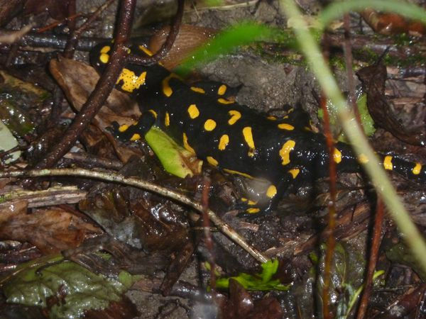 Feuersalamander - © RoRadln - Franz Lohmair