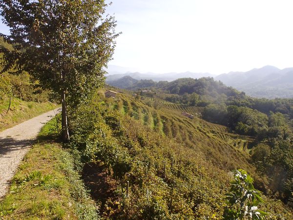 In den Weinbergen - © RoRadln - Stefan Czischke