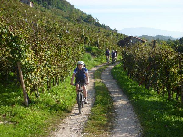 In den Weinbergen - © RoRadln - Franz Lohmair
