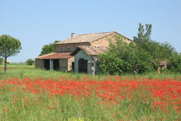 Cesenatico - der Klatschmohn blüht - © RoRadln - Kurt Schmidt