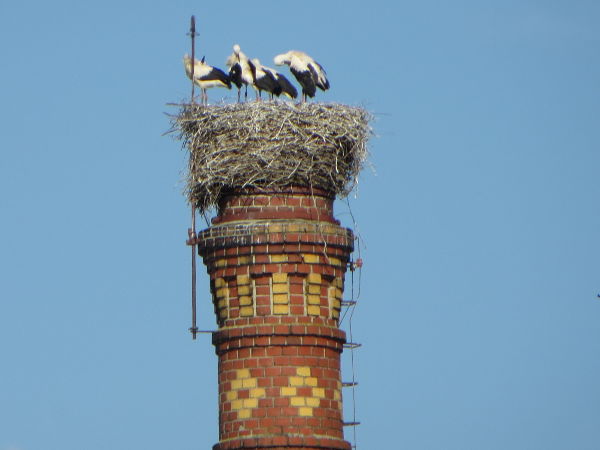 Cheb - Storchennest - © RoRadln - Kurt Schmidt