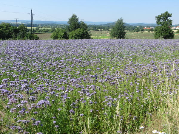 Feld bei Vinare - © RoRadln - Kurt Schmidt