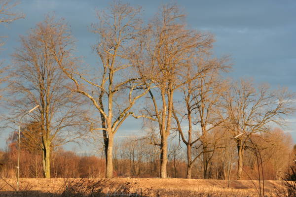 Mangfall - B&auml;ume im Morgenlicht - © RoRadln - Kurt Schmidt