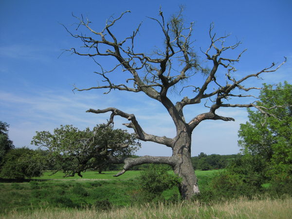 Alte Eichen von Lány und Pohansko - © RoRadln - Kurt Schmidt