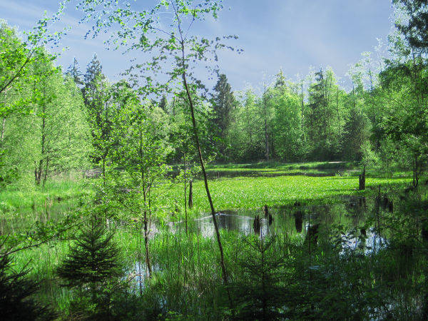 Froschweiher im Rotter Forst - © RoRadln - Kurt Schmidt