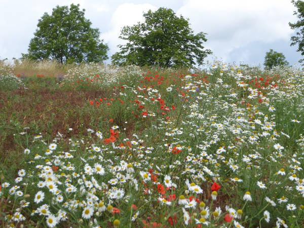 Felder mit bunten Wildblumen - © RoRadln - Kurt Schmidt