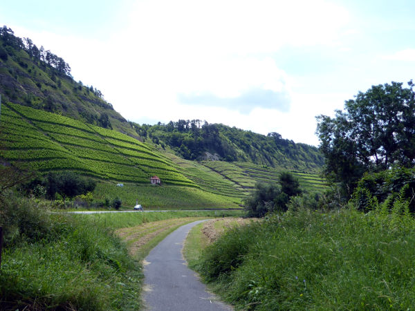Weinberge zwischen Lengfurt und Homburg - © RoRadln - Kurt Schmidt