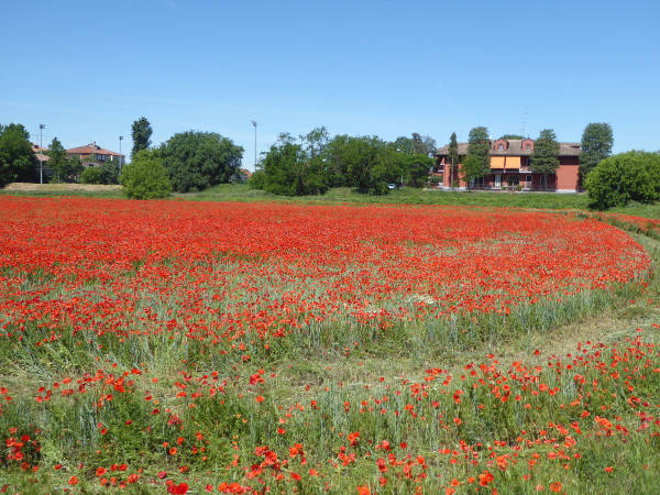 Pavia - Mohnfeld - © RoRadln - Kurt Schmidt
