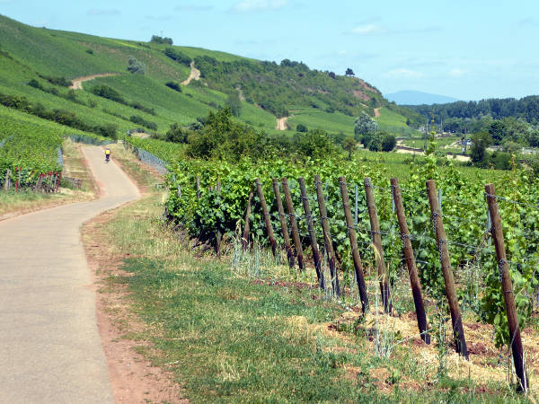 Rhein-Radweg bei Nierstein - © RoRadln - Kurt Schmidt
