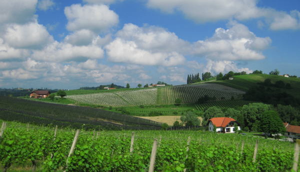 Weinberge aus Richtung Kog - © RoRadln - Kurt Schmidt