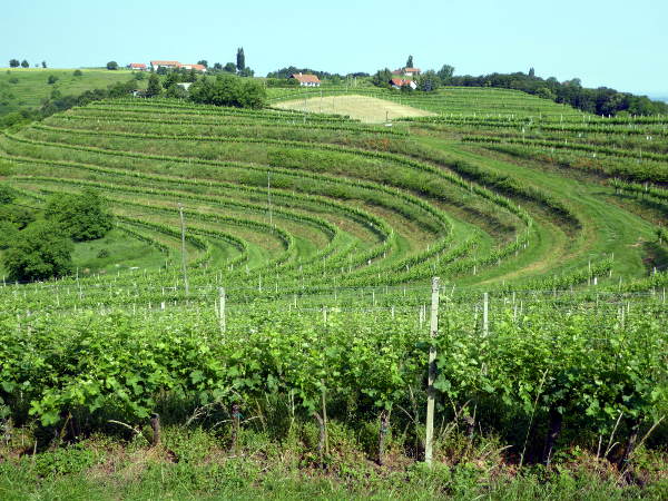 Weinberg in klassischer Form - © RoRadln - Kurt Schmidt