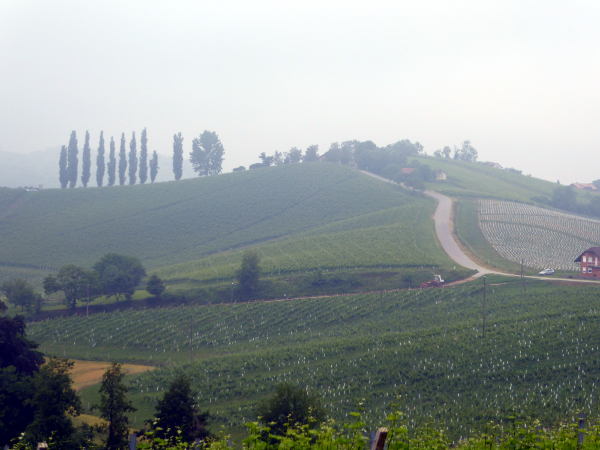 Weinberge im Morgendunst - © RoRadln - Kurt Schmidt
