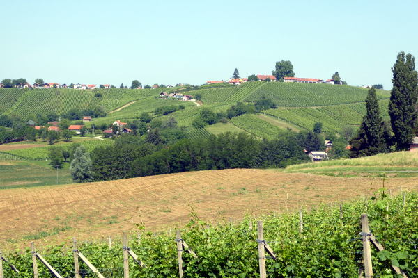 Weinberge in Kroatien - © RoRadln - Kurt Schmidt