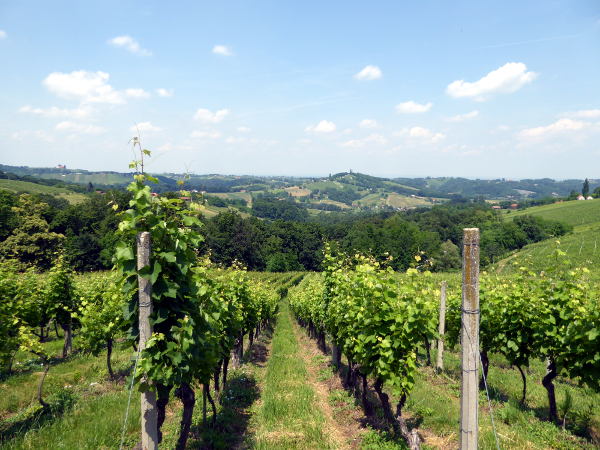 Weinberge in Kroatien - © RoRadln - Kurt Schmidt
