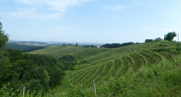 Weinberge bei Nunska Graba - © RoRadln - Kurt Schmidt