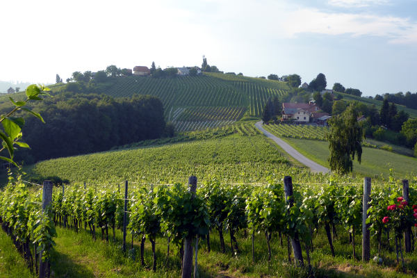 Blick von Puklavec in die Weinberge - © RoRadln - Kurt Schmidt