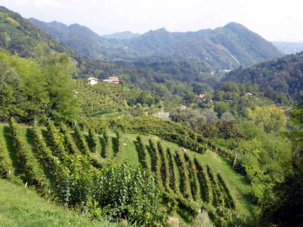 Prosecco - Weinberge bei Collagú - © RoRadln - Kurt Schmidt
