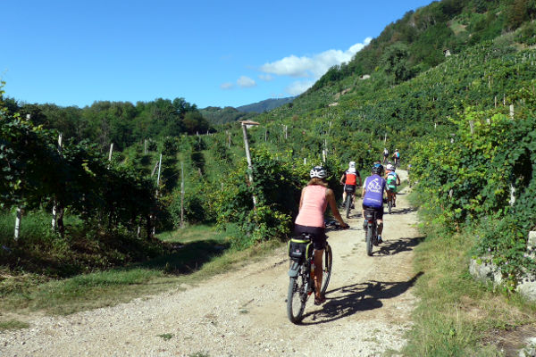 In den Weinbergen - © RoRadln - Manfred Sch&uuml;tz