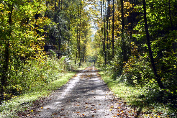 Herbstlicher Radweg zw. Dettendorf und Au - © RoRadln - Kurt Schmidt