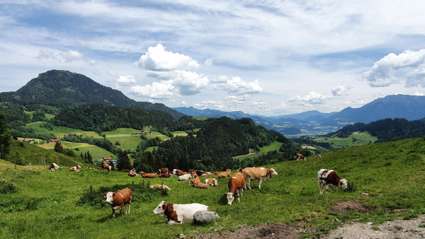 Tatzelwurm-Runde - Längaualmen - © RoRadln - Kurt Schmidt
