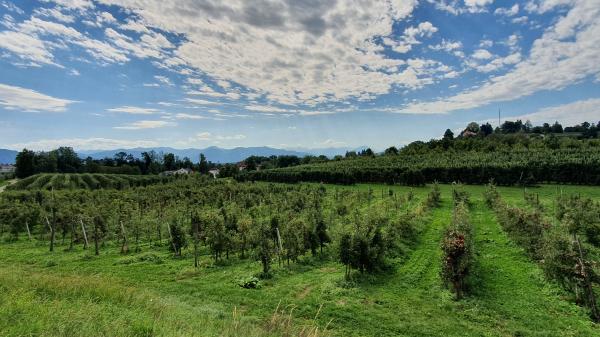 Lindau - Obstanbau - © RoRadln - Kurt Schmidt