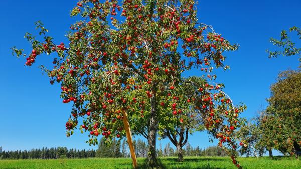Apfelbaum in Lengatz - © RoRadln - Kurt Schmidt