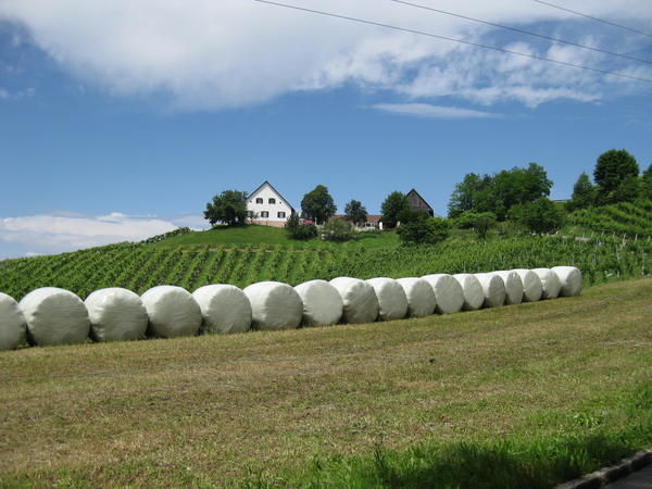 S&uuml;dsteirisches Weinland oder die Steirische Toskana - © RoRadln - Kurt Schmidt