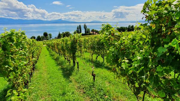 In den Weinbergen bei Perroy - © RoRadln - Kurt Schmidt