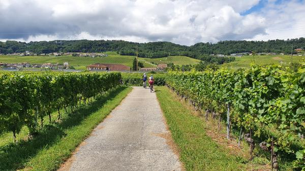 In den Weinbergen bei Perroy - © RoRadln - Kurt Schmidt