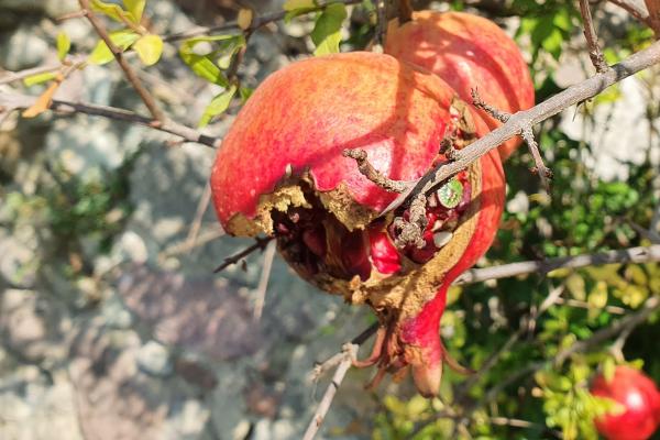 Granatapfel - © RoRadln - Kurt Schmidt