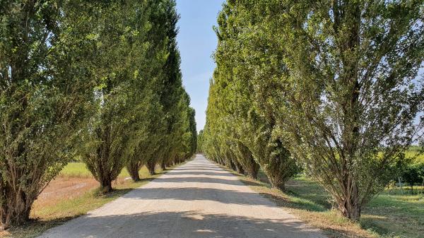 Allee - Via Guastalla Nuova - © RoRadln - Kurt Schmidt