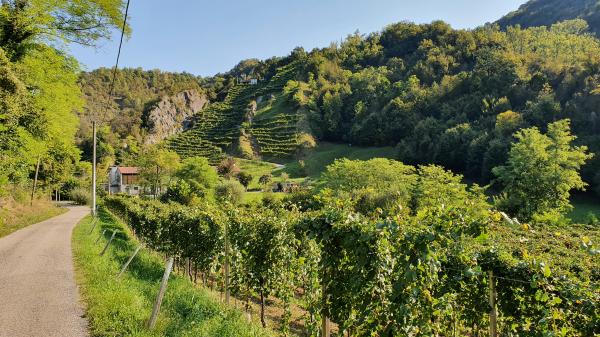 Weinberge bei Pedeguarda - © RoRadln - Kurt Schmidt