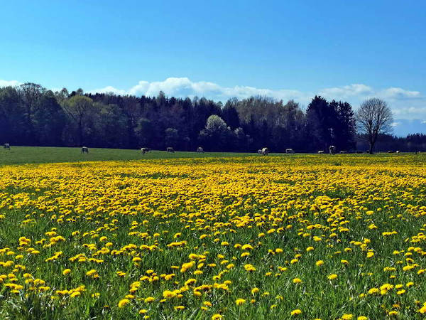 leuchtend gelbe L&ouml;wenzahnwiesen, im Hintergrund bei&szlig;en K&uuml;he ins Gras - © RoRadln - Reinhard Rolle