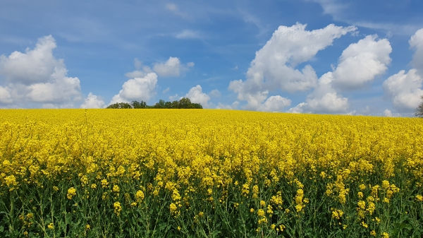Rapsbl&uuml;te - © RoRadln - Kurt Schmidt