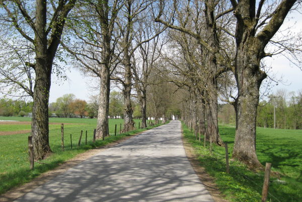 Allee mit jahrhundertealtem Baumbestand nach Schloss und Gut Wallenburg - © RoRadln - Kurt Schmidt