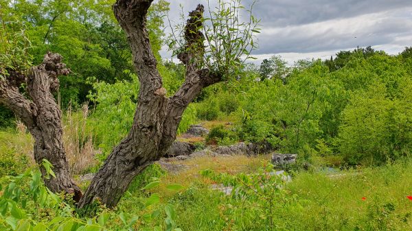 Antonci - alter Baum - © RoRadln - Kurt Schmidt
