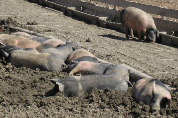 glückliche Schweine in Herrmannsdorf - © RoRadln - Kurt Schmidt