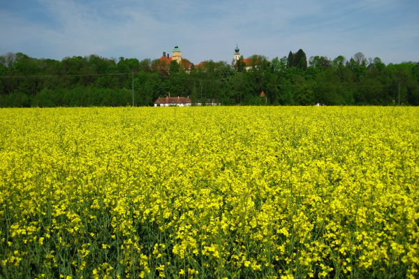 Der Raps bl&uuml;ht - Ecksberg bei M&uuml;hldorf - © RoRadln - Kurt Schmidt