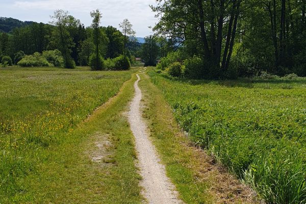 Trail im Antworter Moos - © RoRadln - Kurt Schmidt