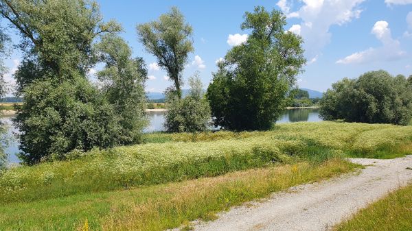 Donau bei Steinkirchen - © RoRadln - Kurt Schmidt