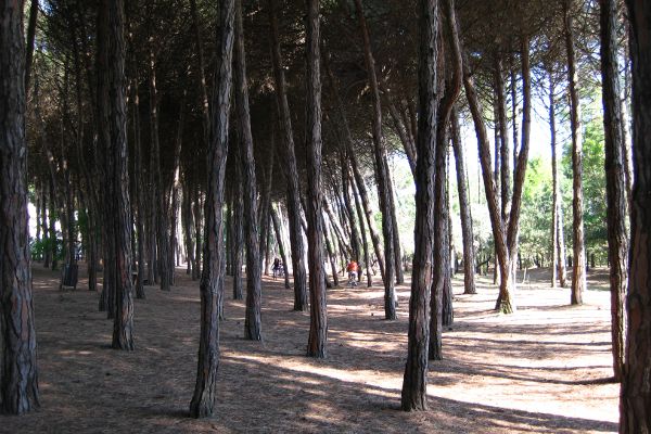 Pinienwald am Strand bei Cervia - © RoRadln - Kurt Schmidt