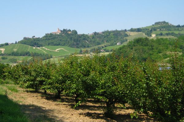 Sangiovese Weinland - © RoRadln - Kurt Schmidt