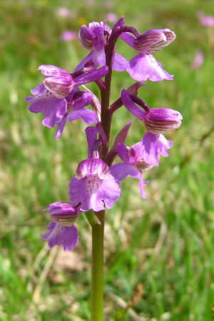 Knabenkraut - Enzianwiese am Samerberg - © RoRadln - Kurt Schmidt