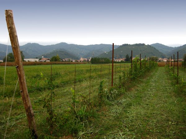 Im Land des Prosecco - © RoRadln - Kurt Schmidt